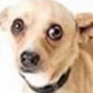 Meet your Posher, Cameron